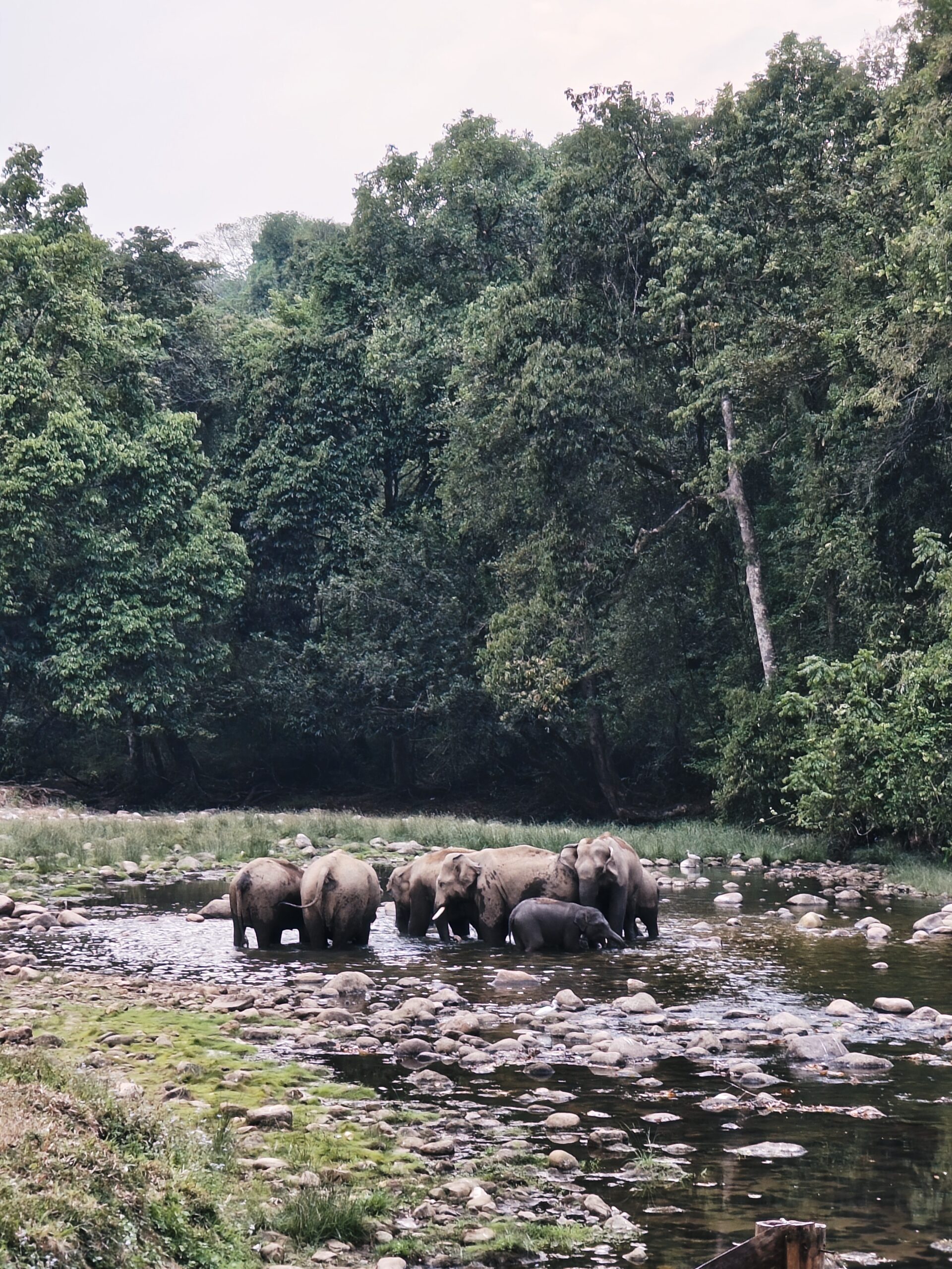 Anakulam Jeep safari in munnar