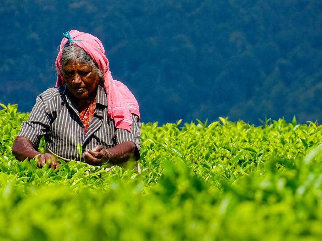 Munnar Tea Plantation Tour