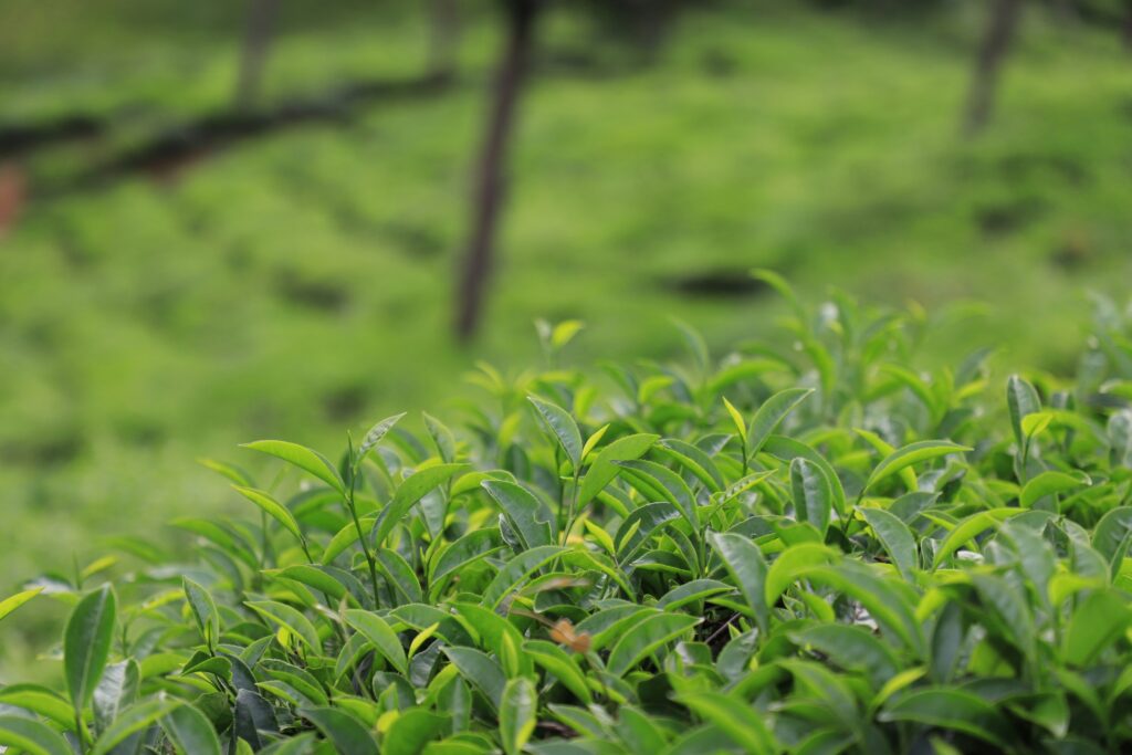 Places to Visit in Munnar