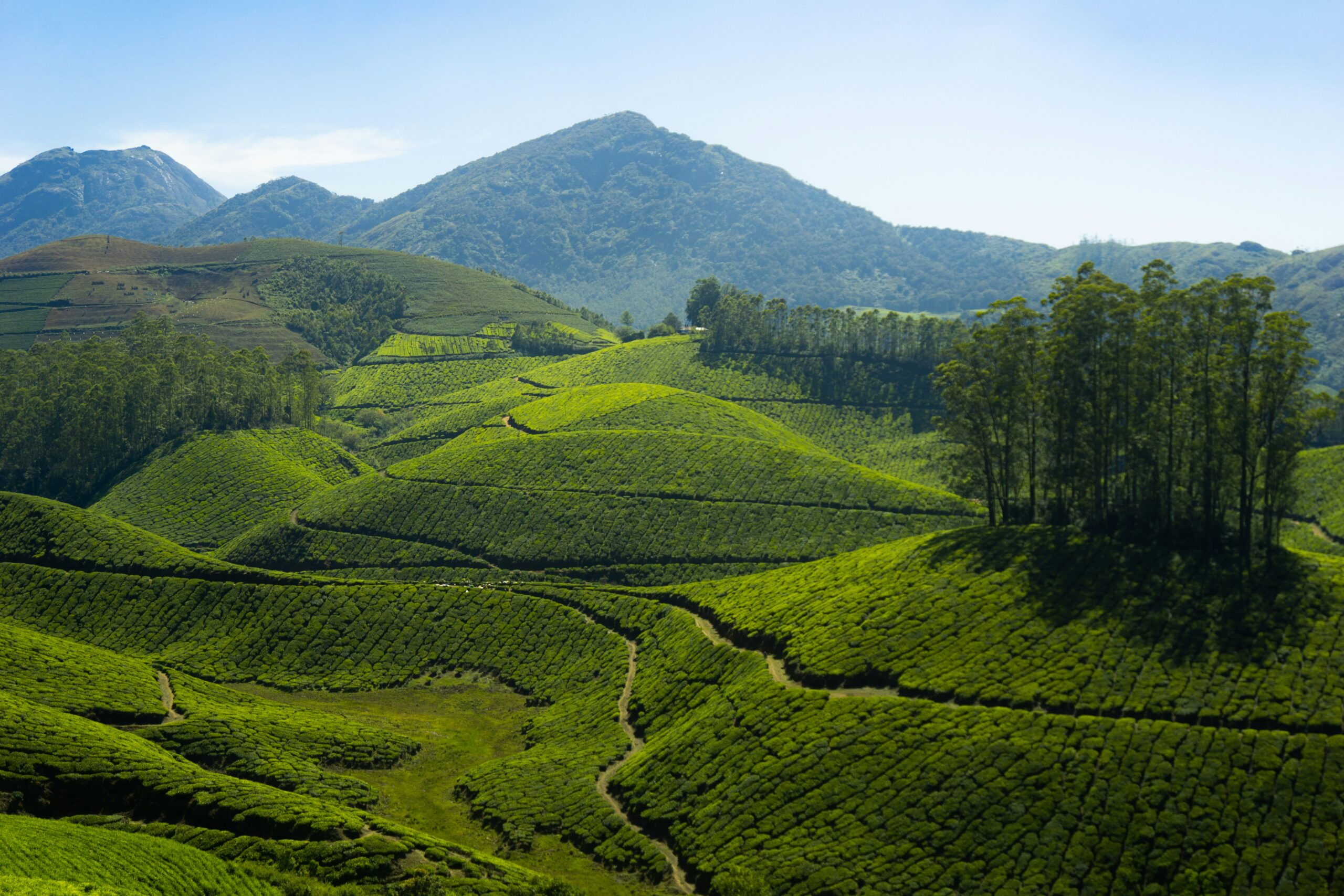 Mnnar tea plantation tour